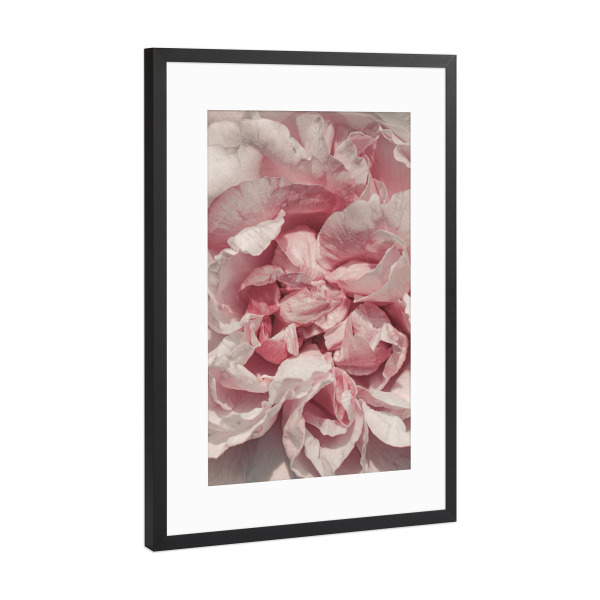 Poster mit Rahmen Schwarz (Metallic) "Rosa Blütenblätter" artboxONE - Natur,Floral,Für Mama