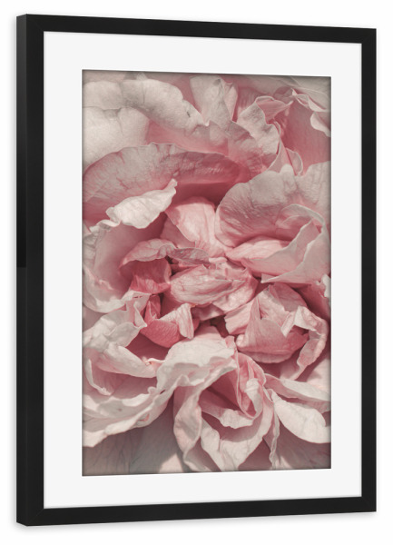 Poster mit Rahmen schwarz "Rosa Blütenblätter" artboxONE - Natur,Floral,Für Mama