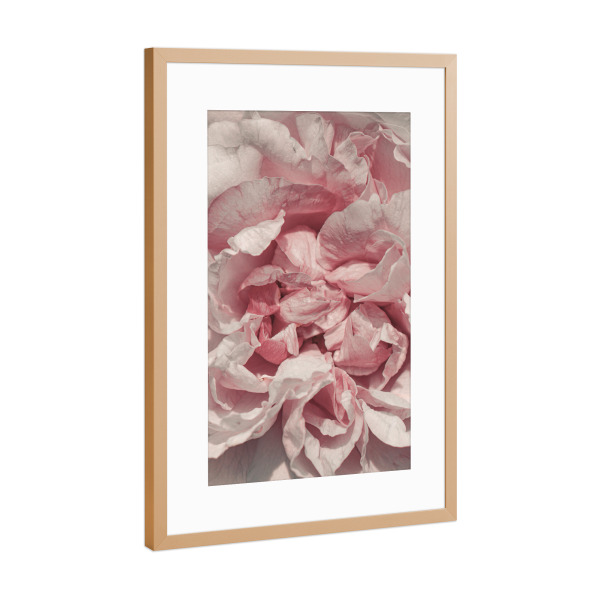 Poster mit Rahmen Kupfer "Rosa Blütenblätter" artboxONE - Natur,Floral,Für Mama