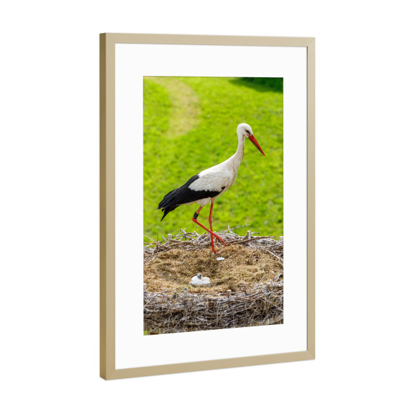 Poster mit Rahmen Gold "Storchennest" artboxONE - Tiere - Storch,Vogel,Storchennest,Weißstorch,Nest,Storchenküken
