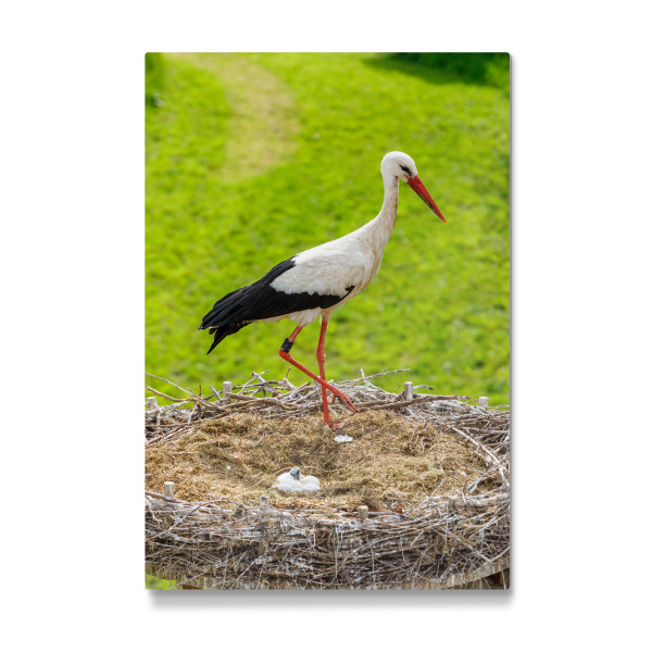 Galerie-Print "Storchennest" 30x20 cm artboxONE