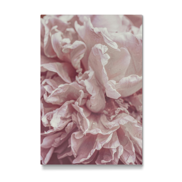 Galerie-Print "Hübsche rosa Blütenblätter" 30x20 cm artboxONE
