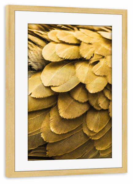 Poster mit Rahmen kiefer "Goldene Federn" artboxONE - Tiere,Abstrakt