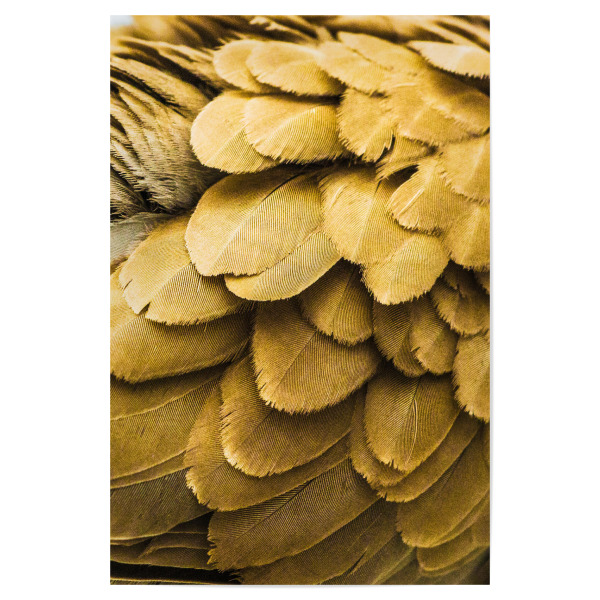 Poster 30x20 cm "Goldene Federn" artboxONE - Tiere,Abstrakt