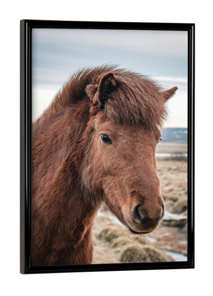 Poster mit schwarzem Rahmen "Rotes Islandpferd" artboxONE - Natur,Tiere