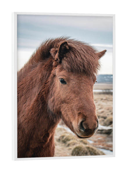 Poster mit weißem Rahmen "Rotes Islandpferd" artboxONE - Natur,Tiere
