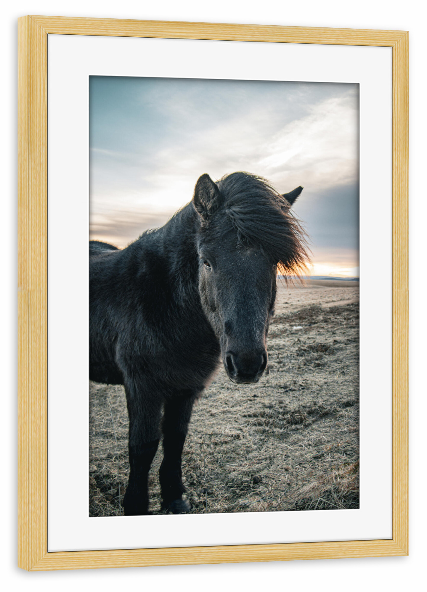 Poster mit Rahmen kiefer "Sonnenuntergangspferd" artboxONE - Natur,Reise,Tiere