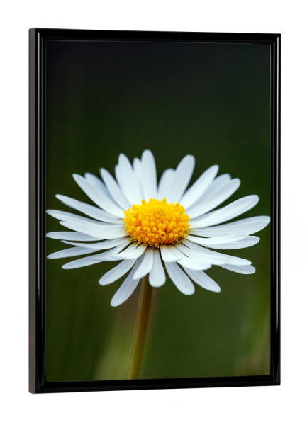 Poster mit schwarzem Rahmen "Blüte des Gänseblümchens" artboxONE - Natur,Floral - Gänseblümchen,Blume,Blüte,Wiesenblume