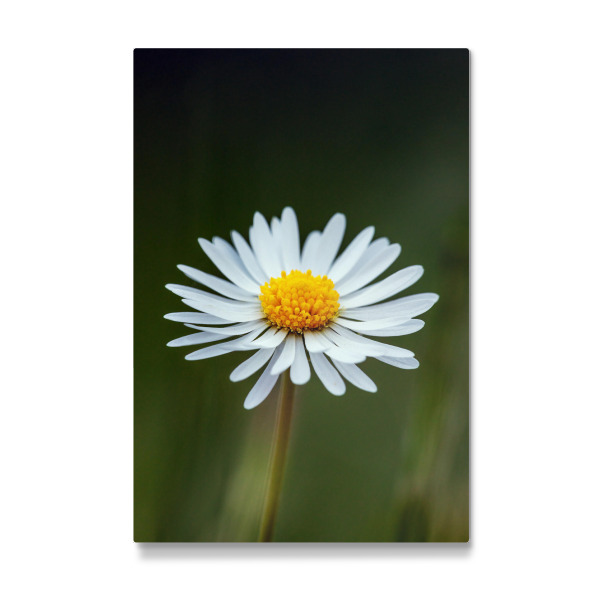 Galerie-Print "Blüte des Gänseblümchens" 30x20 cm artboxONE