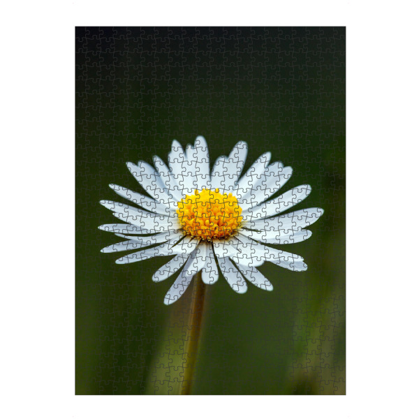 artboxONE Puzzle "Blüte des Gänseblümchens" artboxONE - Natur,Floral - Gänseblümchen,Blume,Blüte,Wiesenblume - Bild gänseblümchen