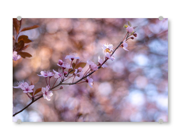 Acrylglasbild "Die herrliche Blüte" artboxONE - Floral