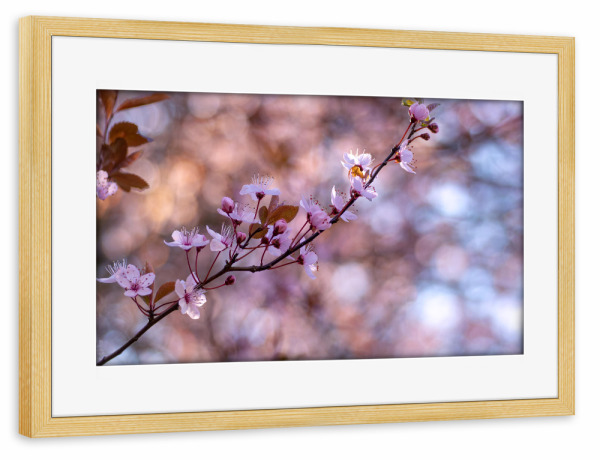 Poster mit Rahmen kiefer "Die herrliche Blüte" artboxONE - Floral