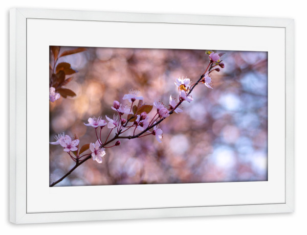 Poster mit Rahmen weiß "Die herrliche Blüte" artboxONE - Floral