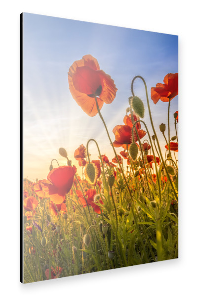 Alu-Dibond "Faszination Mohnblumen" 30x20 cm artboxONE