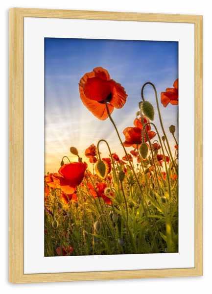 Poster mit Rahmen kiefer "Faszination Mohnblumen" artboxONE - Natur,Floral