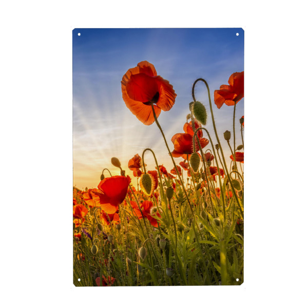 Holzbild "Faszination Mohnblumen" artboxONE - Natur,Floral