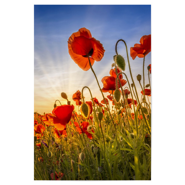 Poster 30x20 cm "Faszination Mohnblumen" artboxONE - Natur,Floral