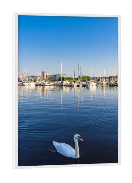 Poster mit weißem Rahmen "Schwan, Fluss, Häuser, Stadt" artboxONE - Städte,Natur,Reise,Architektur