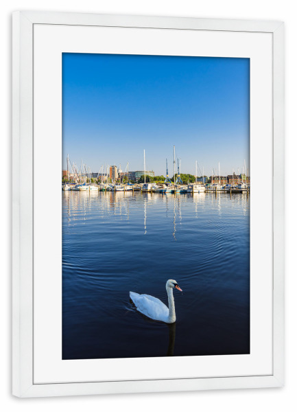 Poster mit Rahmen weiß "Schwan, Fluss, Häuser, Stadt" artboxONE - Städte,Natur,Reise,Architektur