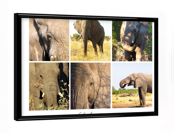 Poster mit schwarzem Rahmen "Elephants Impressions" artboxONE - Natur,Reise,Tiere,Reise / Afrika,Reise / Länder