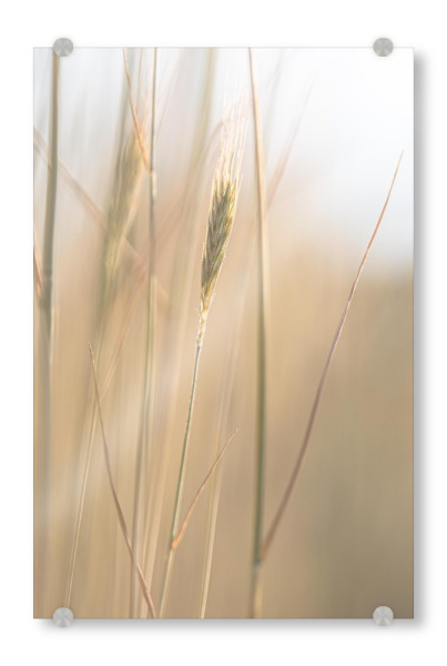 Acrylglasbild "Kornfeld im Licht" artboxONE - Natur - Kornfeld,Natur,Feld,Gold,Sonne,Licht