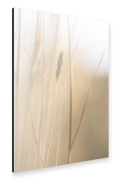 Alu-Dibond "Kornfeld im Licht" 30x20 cm artboxONE