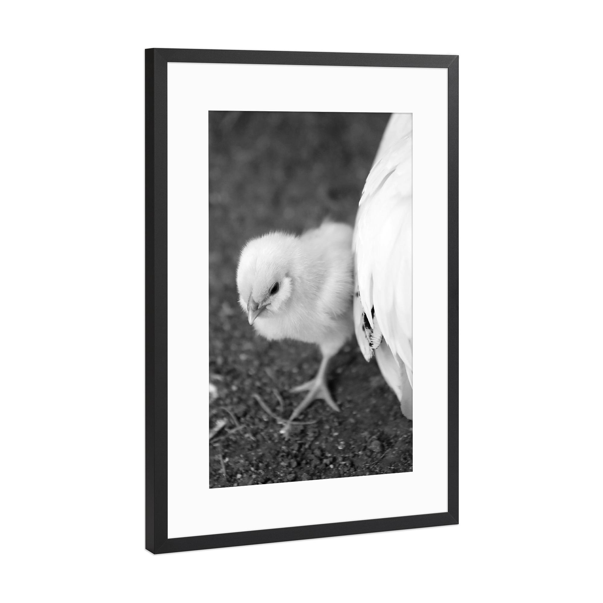 Poster mit Rahmen Schwarz (Metallic) "Flauschiges Baby Küken mit Mama" artboxONE - Natur,Für Kinder,Tiere,Liebe,Lustig