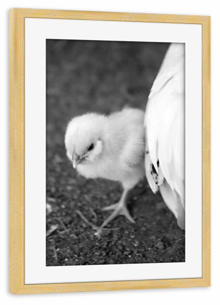 Poster mit Rahmen kiefer "Flauschiges Baby Küken mit Mama" artboxONE - Natur,Für Kinder,Tiere,Liebe,Lustig