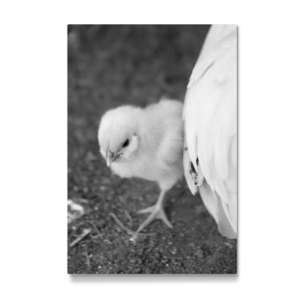 Galerie-Print "Flauschiges Baby Küken mit Mama" 30x20 cm artboxONE