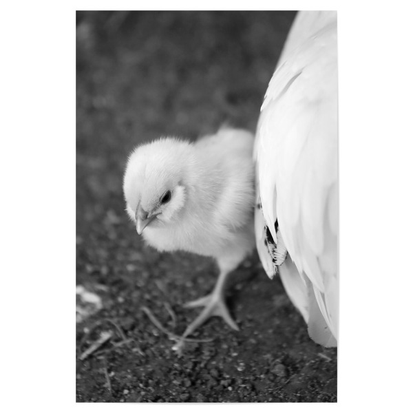 Poster 30x20 cm "Flauschiges Baby Küken mit Mama" artboxONE - Natur,Für Kinder,Tiere,Liebe,Lustig