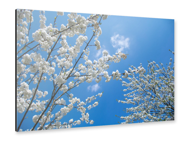Alu-Dibond "Blütenzweige" 30x20 cm artboxONE