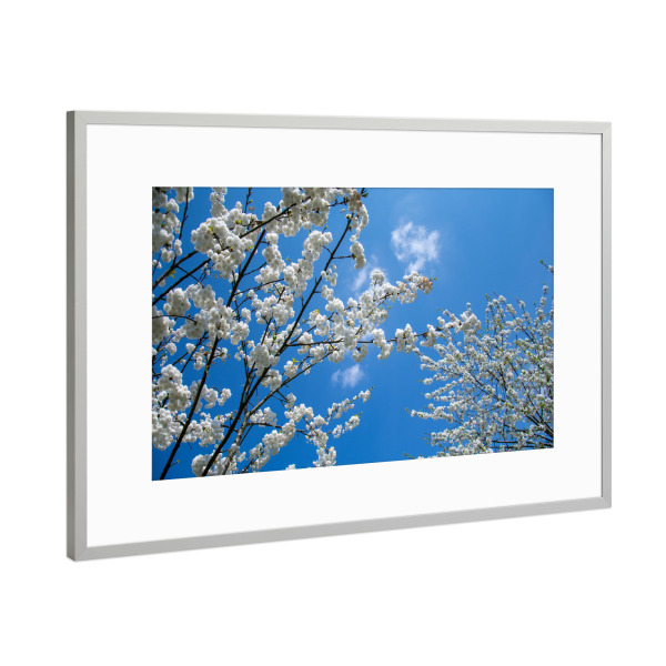 Poster mit Rahmen Silber "Blütenzweige" artboxONE - Natur,Floral - Himmel,Liebe,Weisse blüte