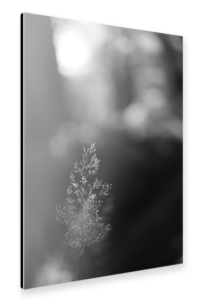 Alu-Dibond "Sommergräser" 30x20 cm artboxONE