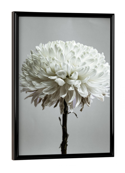Poster mit schwarzem Rahmen "Knackige weiße Blume" artboxONE - Natur,Floral,Für Mama