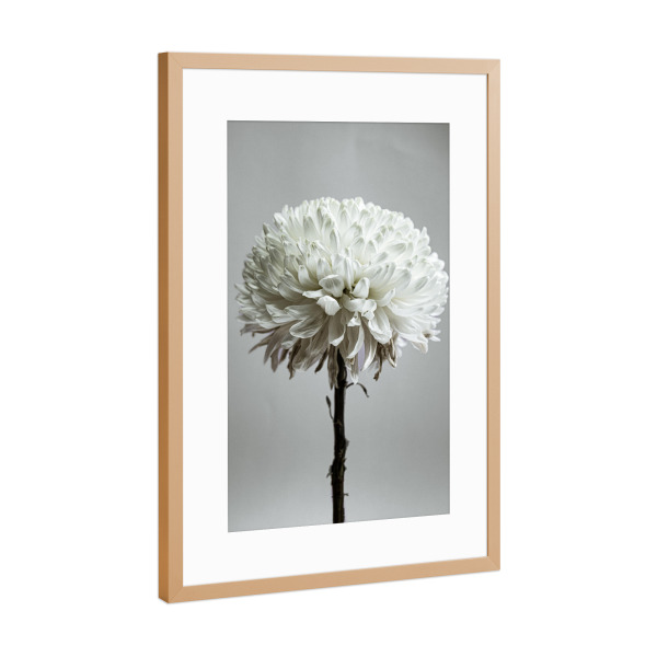Poster mit Rahmen Kupfer "Knackige weiße Blume" artboxONE - Natur,Floral,Für Mama