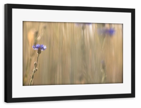 Poster mit Rahmen schwarz "Kornblumen im Feld" artboxONE - Floral - Kornblumen,Feld,Beige,Blau,Blumen,Natur