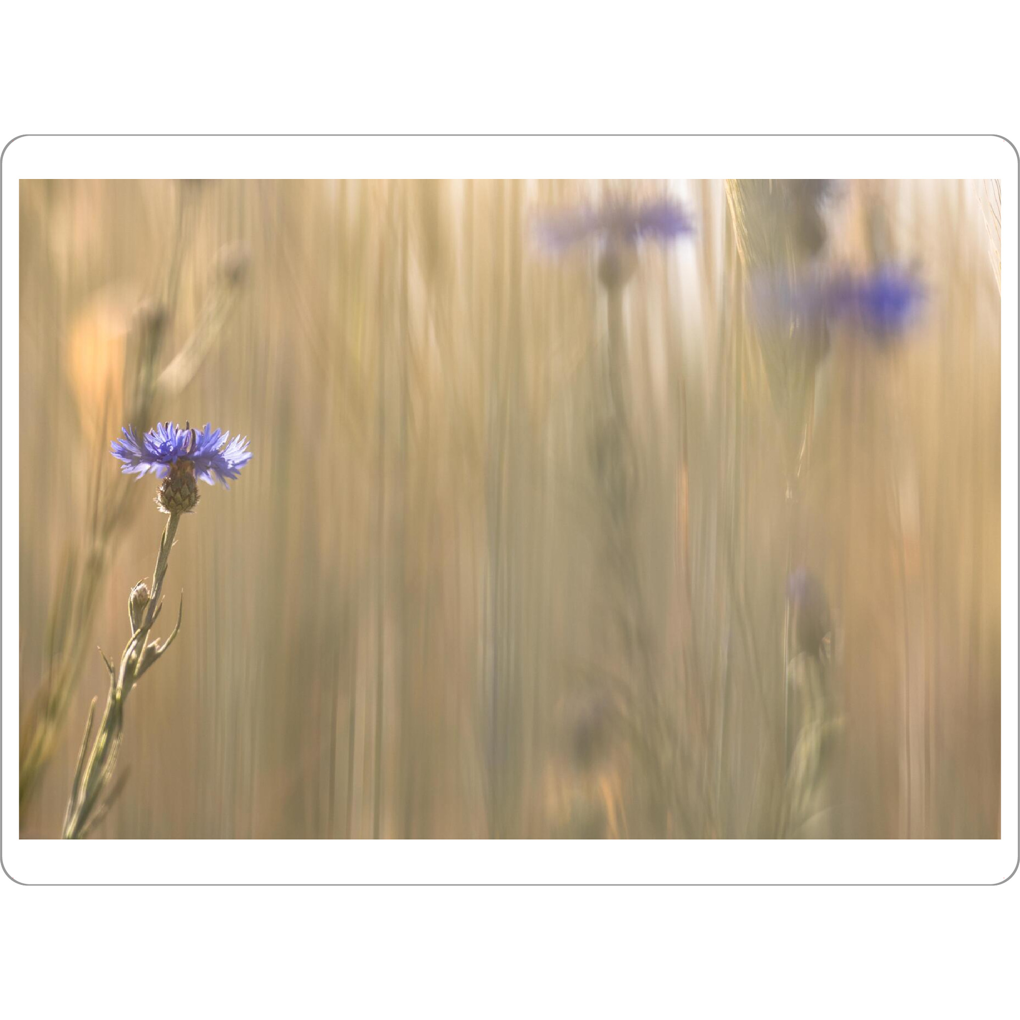 Tischset "Kornblumen im Feld" artboxONE - Floral - Kornblumen,Feld,Beige,Blau,Blumen,Natur - Bild kornblumen