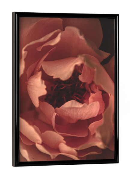 Poster mit schwarzem Rahmen "Rosa Blütenblattrand" artboxONE - Natur,Floral,Für Mama