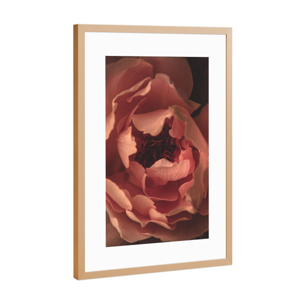 Poster mit Rahmen Kupfer "Rosa Blütenblattrand" artboxONE - Natur,Floral,Für Mama