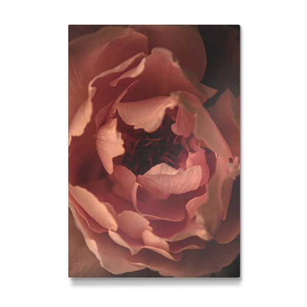 Galerie-Print "Rosa Blütenblattrand" 30x20 cm artboxONE