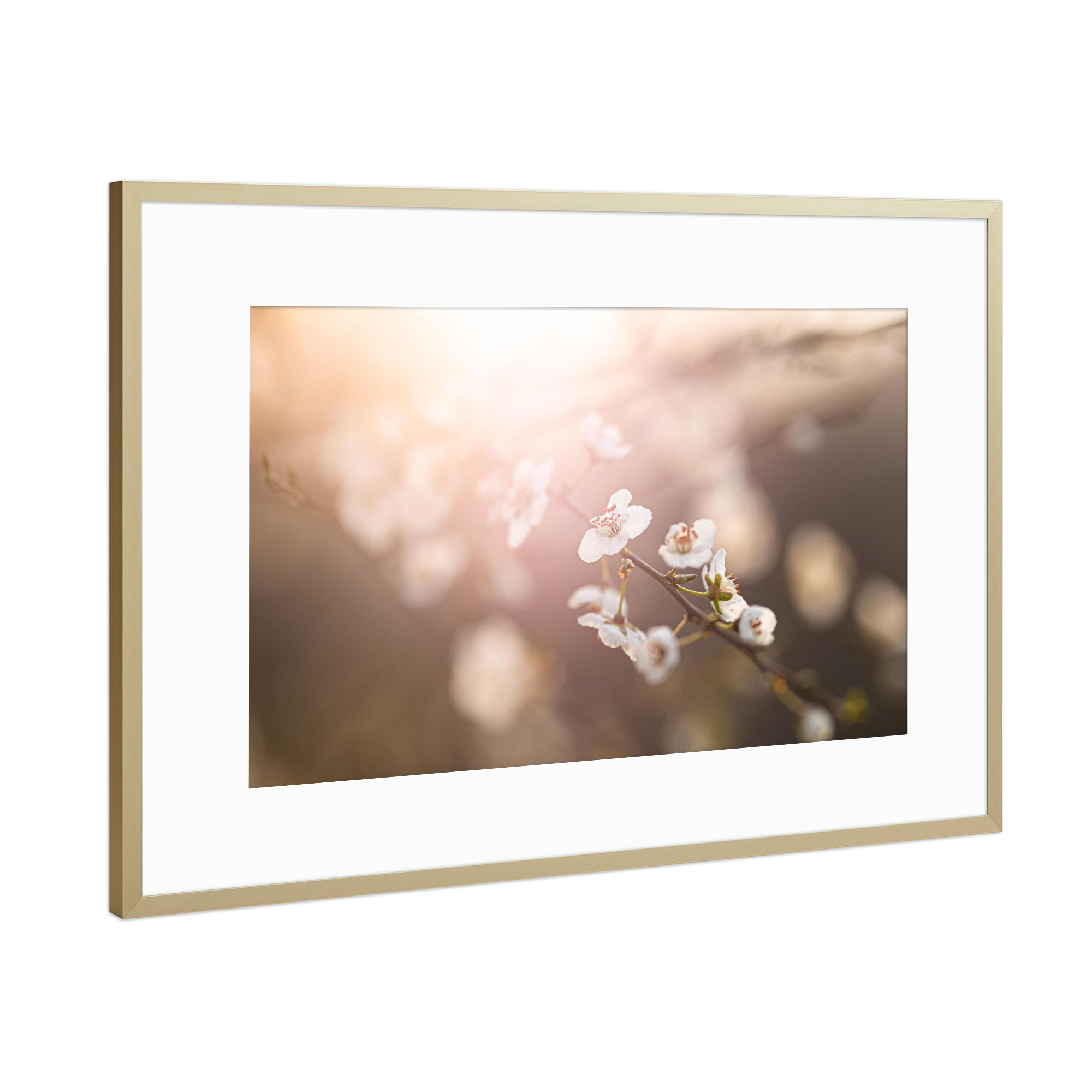Poster mit Rahmen Gold "Kirschblüte Gegenlicht" artboxONE - Floral - Kirschblüte,Pflanzen,Blumen,Natur,Sonne,Sonnenlicht,Gegenlicht,Gold
