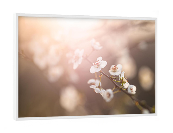 Poster mit weißem Rahmen "Kirschblüte Gegenlicht" artboxONE - Floral - Kirschblüte,Pflanzen,Blumen,Natur,Sonne,Sonnenlicht,Gegenlicht,Gold
