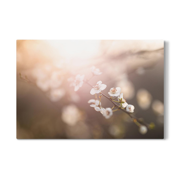 Galerie-Print "Kirschblüte Gegenlicht" 30x20 cm artboxONE