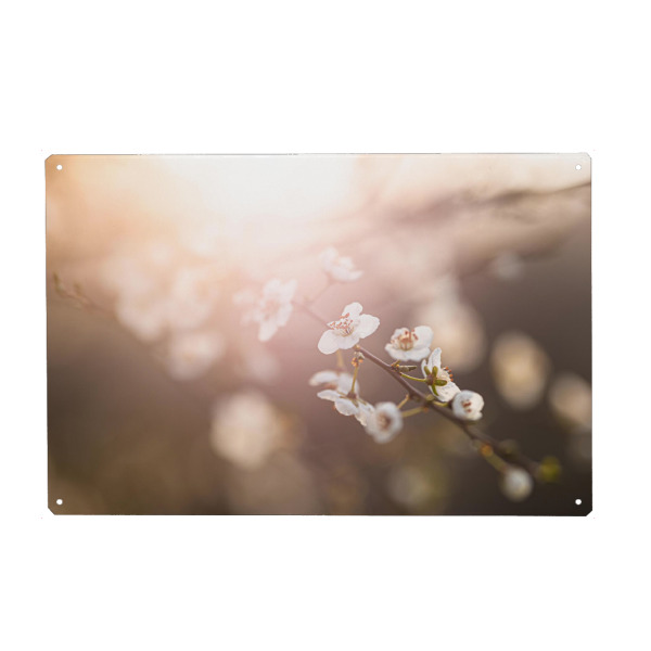 Holzbild "Kirschblüte Gegenlicht" artboxONE - Floral - Kirschblüte,Pflanzen,Blumen,Natur,Sonne,Sonnenlicht,Gegenlicht,Gold