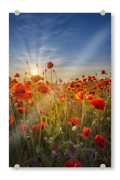 Acrylglasbild "Sonnenuntergang in einem Mohnfeld" artboxONE - Natur,Floral