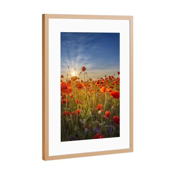 Poster mit Rahmen Kupfer "Sonnenuntergang in einem Mohnfeld" artboxONE - Natur,Floral