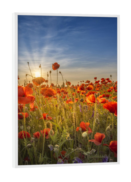 Poster mit weißem Rahmen "Sonnenuntergang in einem Mohnfeld" artboxONE - Natur,Floral