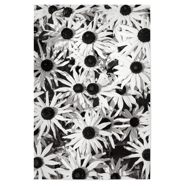 Poster "Gänseblümchenland" artboxONE - Natur,Floral,Für Mama