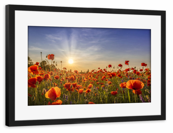 Poster mit Rahmen schwarz "Strahlende Mohnblumen am Abend" artboxONE - Natur,Floral