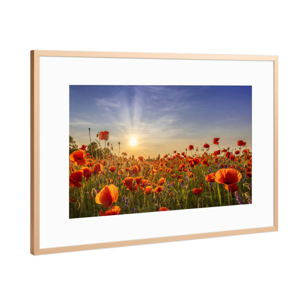 Poster mit Rahmen Kupfer "Strahlende Mohnblumen am Abend" artboxONE - Natur,Floral